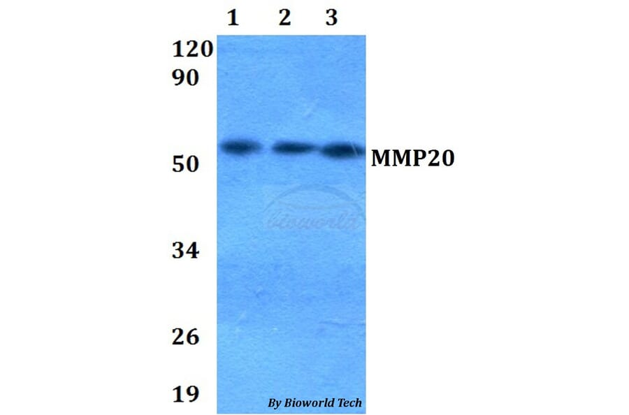 Anti-MMP20 Antibody from Bioworld Technology (BS60659) - Antibodies.com