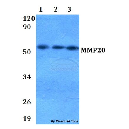 Anti-MMP20 Antibody from Bioworld Technology (BS60659) - Antibodies.com