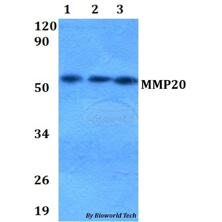 Anti-MMP20 Antibody from Bioworld Technology (BS60659) - Antibodies.com