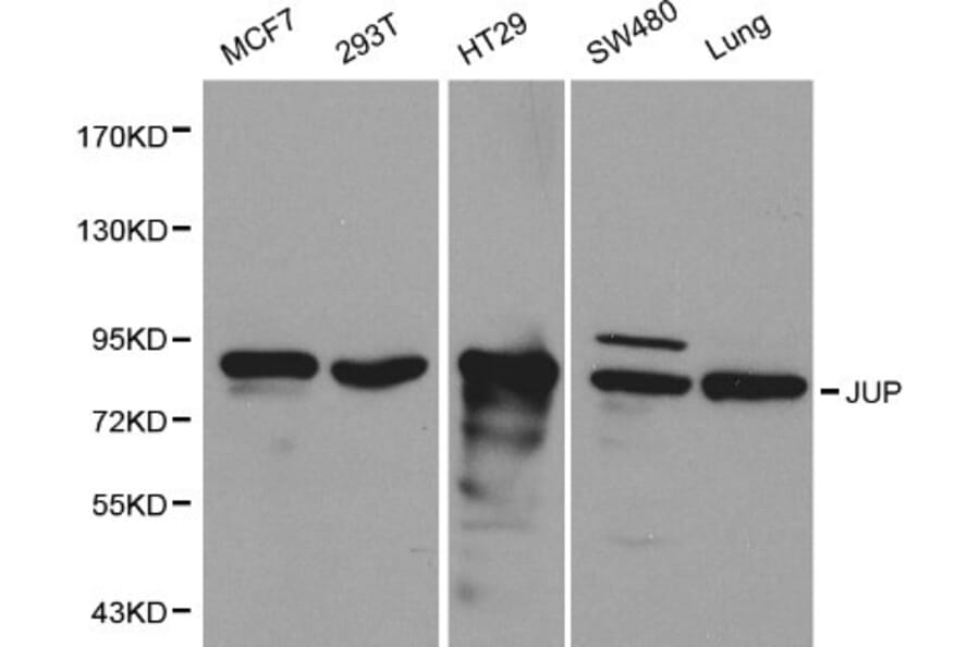 Anti-Catenin-γ Antibody from Bioworld Technology (BS6066) - Antibodies.com