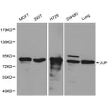 Anti-Catenin-γ Antibody from Bioworld Technology (BS6066) - Antibodies.com