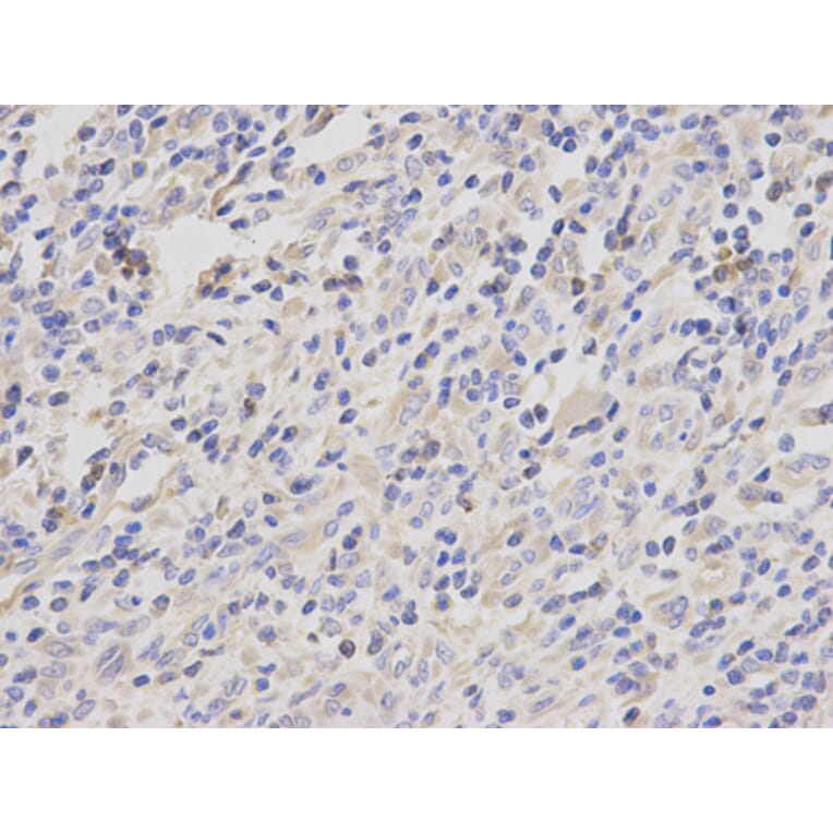 Anti-Catenin-γ Antibody from Bioworld Technology (BS6066) - Antibodies.com