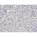 Anti-Catenin-γ Antibody from Bioworld Technology (BS6066) - Antibodies.com