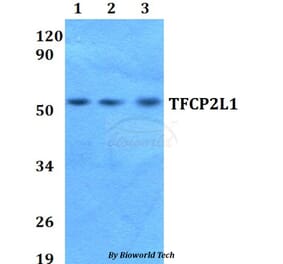 Anti-TFCP2L1 Antibody from Bioworld Technology (BS60664) - Antibodies.com