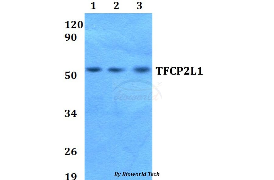 Anti-TFCP2L1 Antibody from Bioworld Technology (BS60664) - Antibodies.com