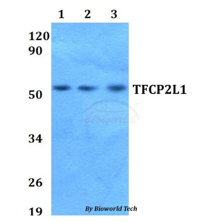 Anti-TFCP2L1 Antibody from Bioworld Technology (BS60664) - Antibodies.com