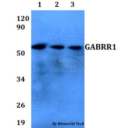 Anti-GABRR1 Antibody from Bioworld Technology (BS60666) - Antibodies.com