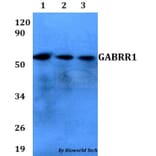 Anti-GABRR1 Antibody from Bioworld Technology (BS60666) - Antibodies.com