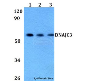 Anti-DNAJC3 Antibody from Bioworld Technology (BS60672) - Antibodies.com