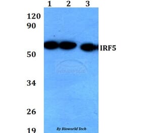 Anti-IRF5 Antibody from Bioworld Technology (BS60674) - Antibodies.com