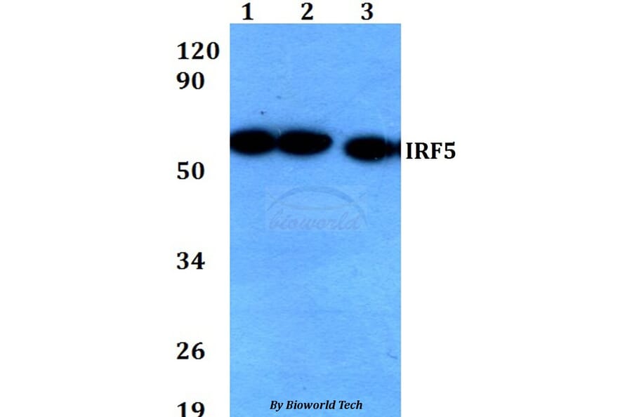 Anti-IRF5 Antibody from Bioworld Technology (BS60674) - Antibodies.com