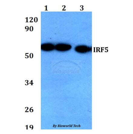 Anti-IRF5 Antibody from Bioworld Technology (BS60674) - Antibodies.com