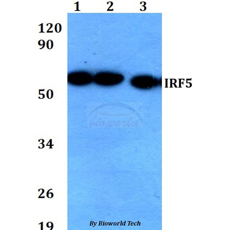 Anti-IRF5 Antibody from Bioworld Technology (BS60674) - Antibodies.com