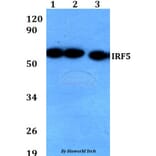 Anti-IRF5 Antibody from Bioworld Technology (BS60674) - Antibodies.com