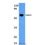 Anti-CDH23 Antibody from Bioworld Technology (BS60676) - Antibodies.com