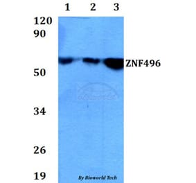 Anti-ZNF496 Antibody from Bioworld Technology (BS60678) - Antibodies.com