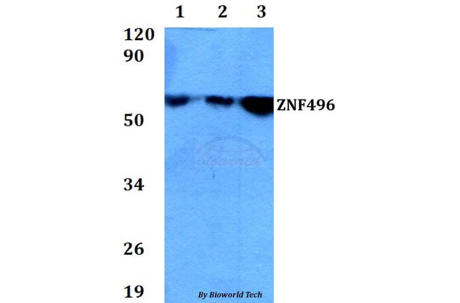 Anti-ZNF496 Antibody from Bioworld Technology (BS60678) - Antibodies.com