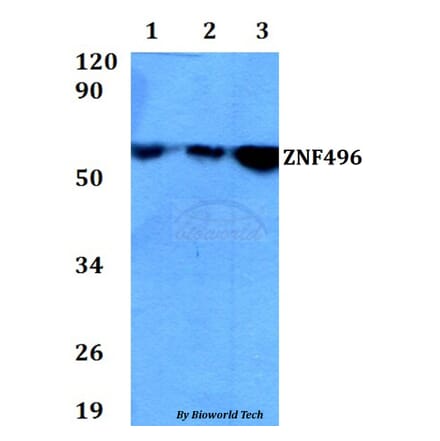 Anti-ZNF496 Antibody from Bioworld Technology (BS60678) - Antibodies.com