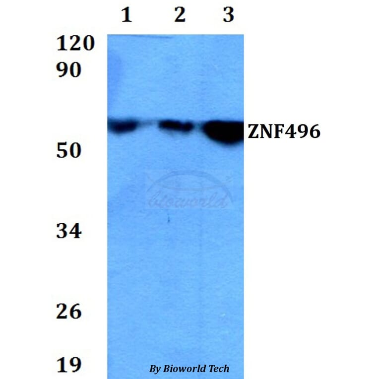 Anti-ZNF496 Antibody from Bioworld Technology (BS60678) - Antibodies.com