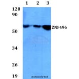 Anti-ZNF496 Antibody from Bioworld Technology (BS60678) - Antibodies.com