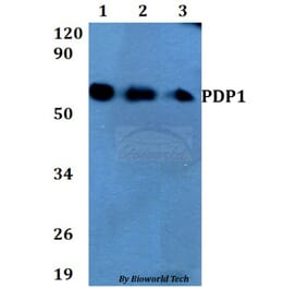 Anti-PDP1 Antibody from Bioworld Technology (BS60681) - Antibodies.com