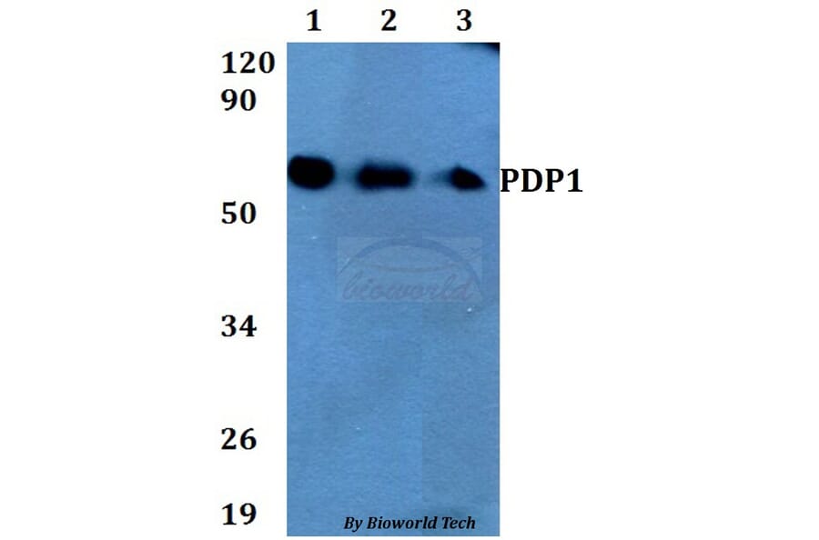 Anti-PDP1 Antibody from Bioworld Technology (BS60681) - Antibodies.com