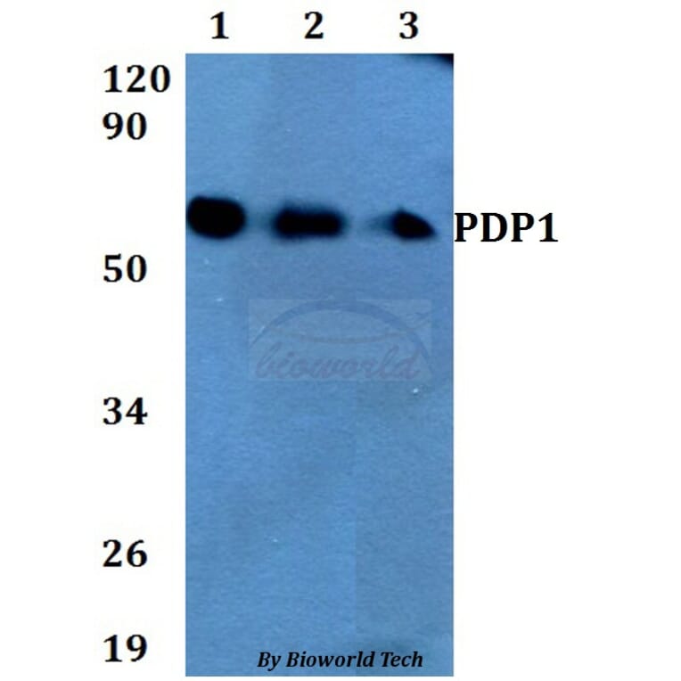 Anti-PDP1 Antibody from Bioworld Technology (BS60681) - Antibodies.com