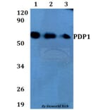 Anti-PDP1 Antibody from Bioworld Technology (BS60681) - Antibodies.com