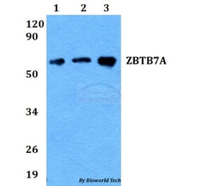 Anti-ZBTB7A Antibody from Bioworld Technology (BS60685) - Antibodies.com