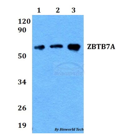 Anti-ZBTB7A Antibody from Bioworld Technology (BS60685) - Antibodies.com