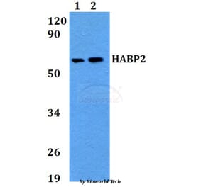 Anti-HABP2 Antibody from Bioworld Technology (BS60689) - Antibodies.com