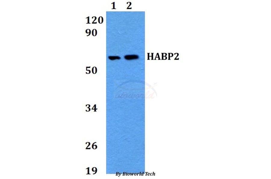 Anti-HABP2 Antibody from Bioworld Technology (BS60689) - Antibodies.com