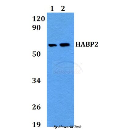 Anti-HABP2 Antibody from Bioworld Technology (BS60689) - Antibodies.com