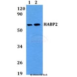 Anti-HABP2 Antibody from Bioworld Technology (BS60689) - Antibodies.com