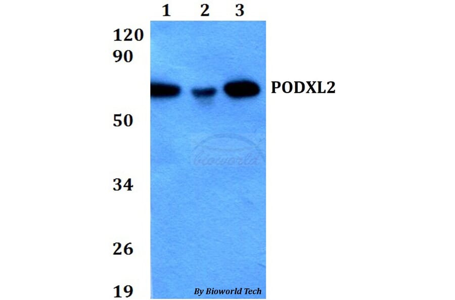 Anti-PODXL2 Antibody from Bioworld Technology (BS60691) - Antibodies.com