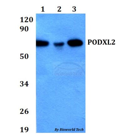 Anti-PODXL2 Antibody from Bioworld Technology (BS60691) - Antibodies.com