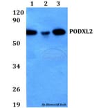 Anti-PODXL2 Antibody from Bioworld Technology (BS60691) - Antibodies.com