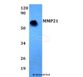 Anti-MMP21 Antibody from Bioworld Technology (BS60692) - Antibodies.com