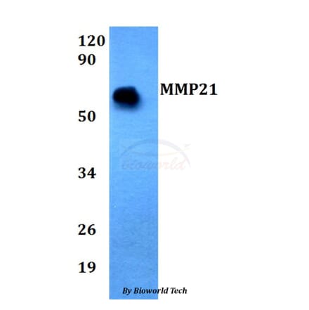 Anti-MMP21 Antibody from Bioworld Technology (BS60692) - Antibodies.com