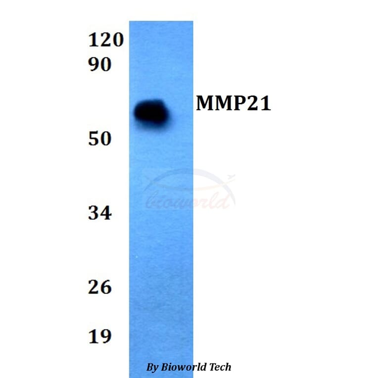 Anti-MMP21 Antibody from Bioworld Technology (BS60692) - Antibodies.com