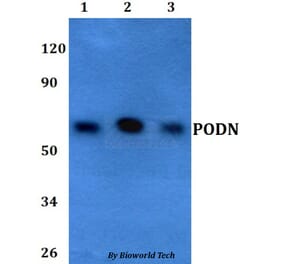 Anti-PODN Antibody from Bioworld Technology (BS60696) - Antibodies.com