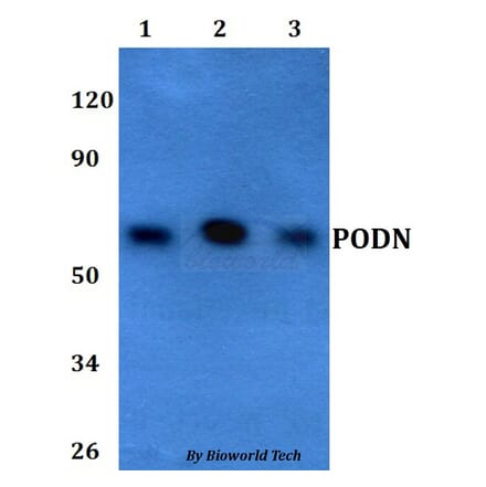 Anti-PODN Antibody from Bioworld Technology (BS60696) - Antibodies.com