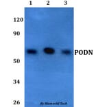 Anti-PODN Antibody from Bioworld Technology (BS60696) - Antibodies.com