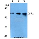 Anti-CSF1 Antibody from Bioworld Technology (BS60697) - Antibodies.com