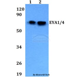 Anti-EYA1/4 Antibody from Bioworld Technology (BS60698) - Antibodies.com