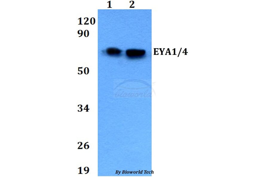 Anti-EYA1/4 Antibody from Bioworld Technology (BS60698) - Antibodies.com