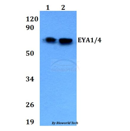 Anti-EYA1/4 Antibody from Bioworld Technology (BS60698) - Antibodies.com