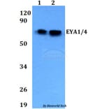 Anti-EYA1/4 Antibody from Bioworld Technology (BS60698) - Antibodies.com