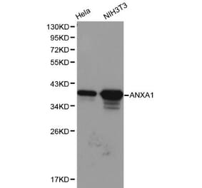 Anti-Annexin I Antibody from Bioworld Technology (BS6070) - Antibodies.com
