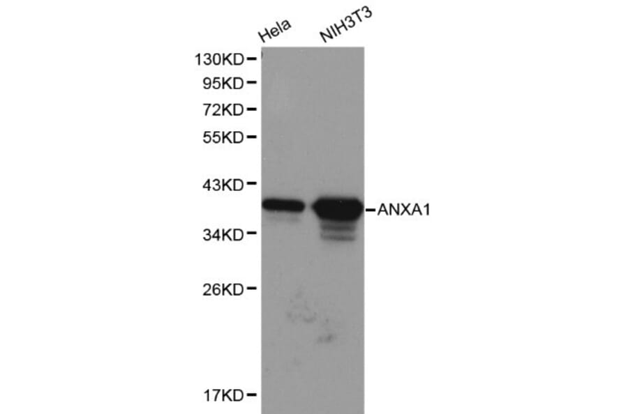 Anti-Annexin I Antibody from Bioworld Technology (BS6070) - Antibodies.com